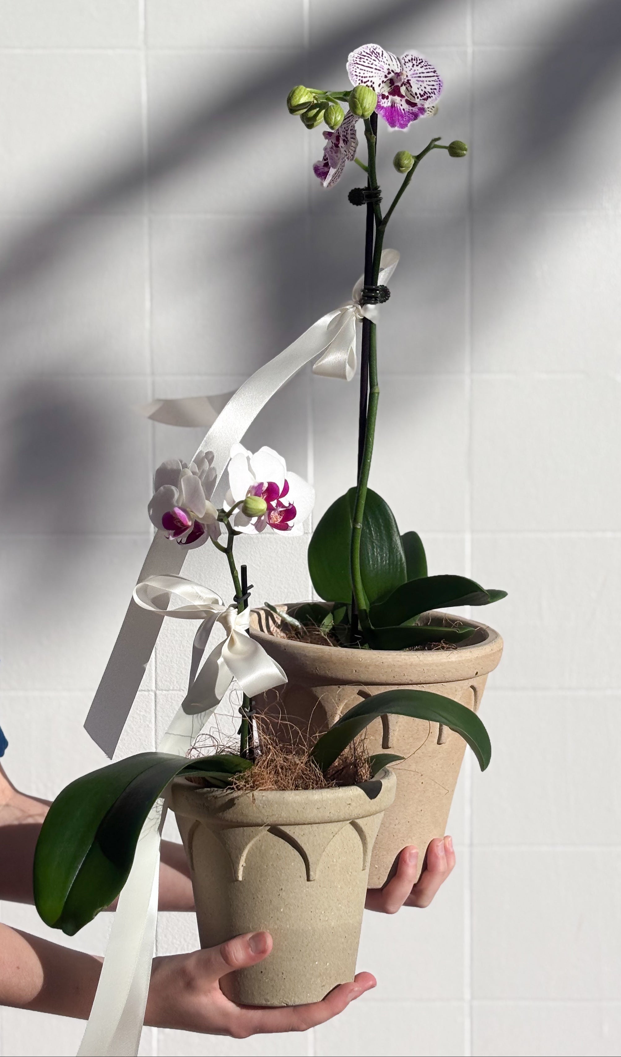 Send Plants