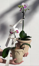 Phalaenopsis Orchid Potted Plant