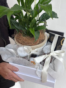 Plant Hamper
