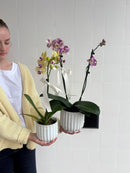Phalaenopsis Orchid Potted Plant