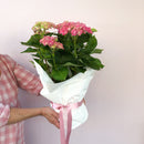 hydrangea plants