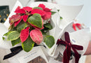 Christmas Hamper - Plant + Treats