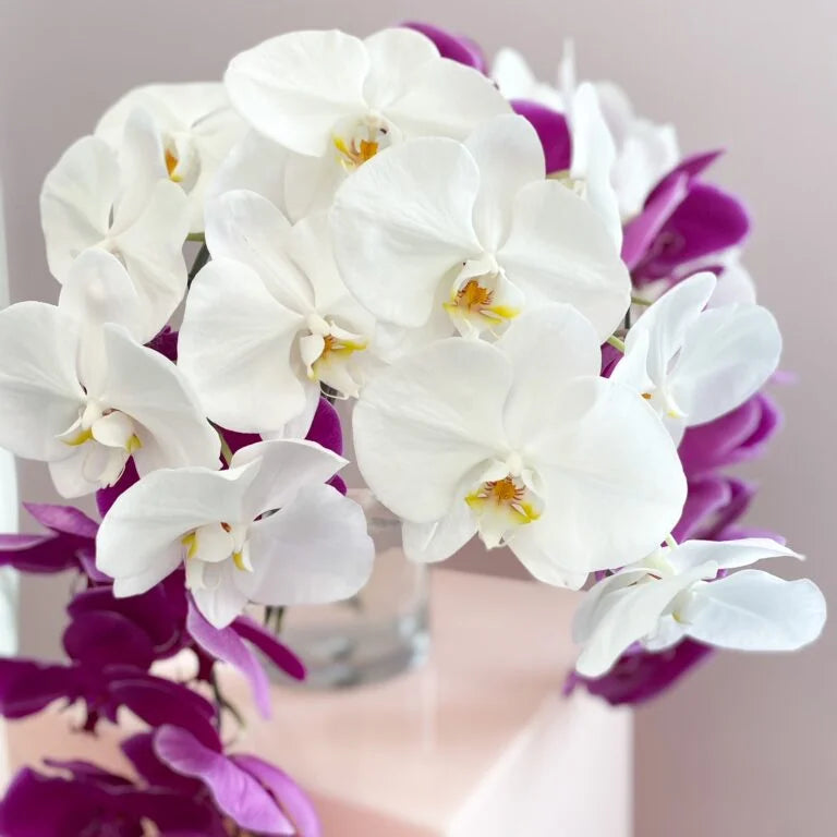 Orchid-Stem--768x768_jpg.webp