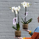 Potted Orchid