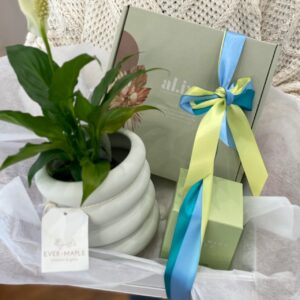 Send a gift plant